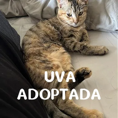 Uva - Adoptada