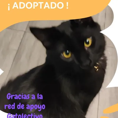 Milo - Adoptado