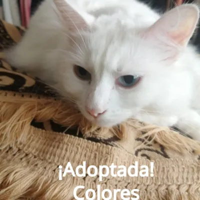 Colores - Adoptada