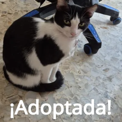 Moly - Adoptada