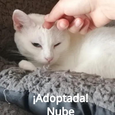 Nube - Adoptada
