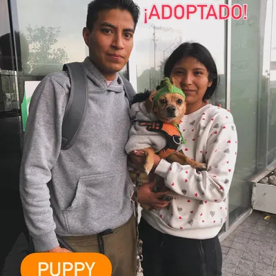 Puppy - Adoptado