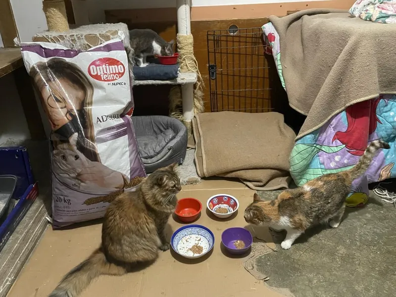 Gatitos alimentándose en santuario