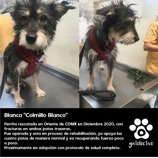 Blanca Colmillo Blanco