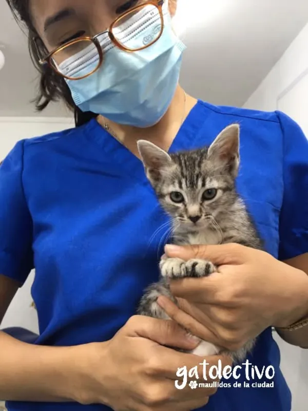 Veterinaria con gatito rescatado