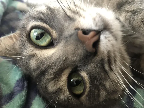 Comunidad en acción