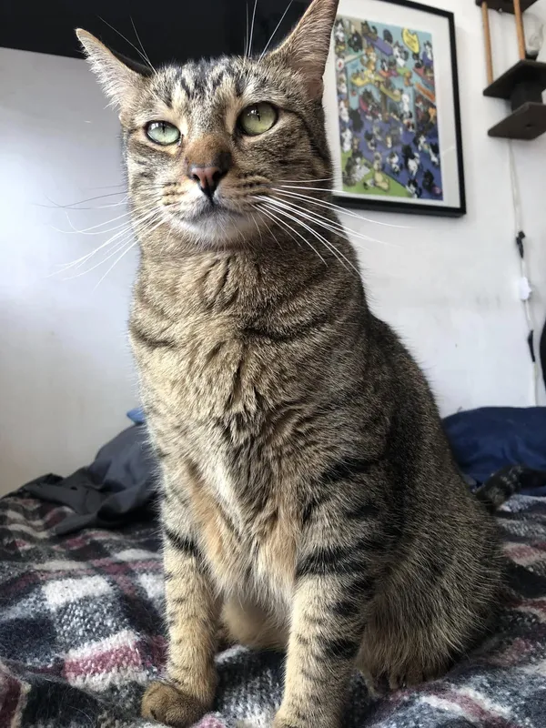 Gatito tabby en casa