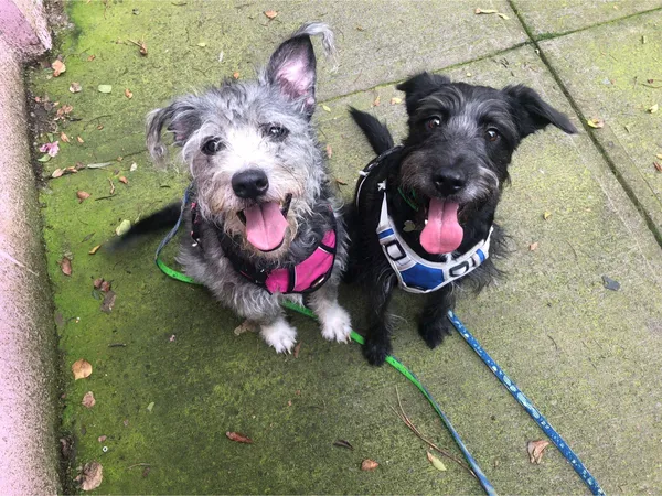 Perritos adoptables de Gatolectivo