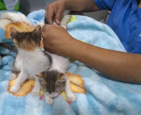 Gatitos rescatados en veterinaria