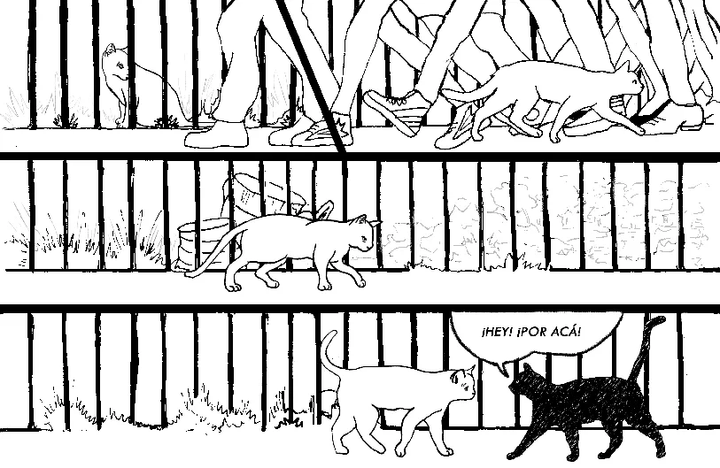 Gatos detrás de rejas - ¡HEY! ¡POR ACÁ!