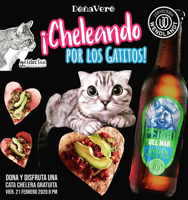 Cheleando por los Gatitos