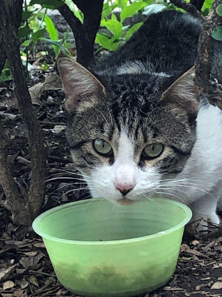 Gato feral comunitario