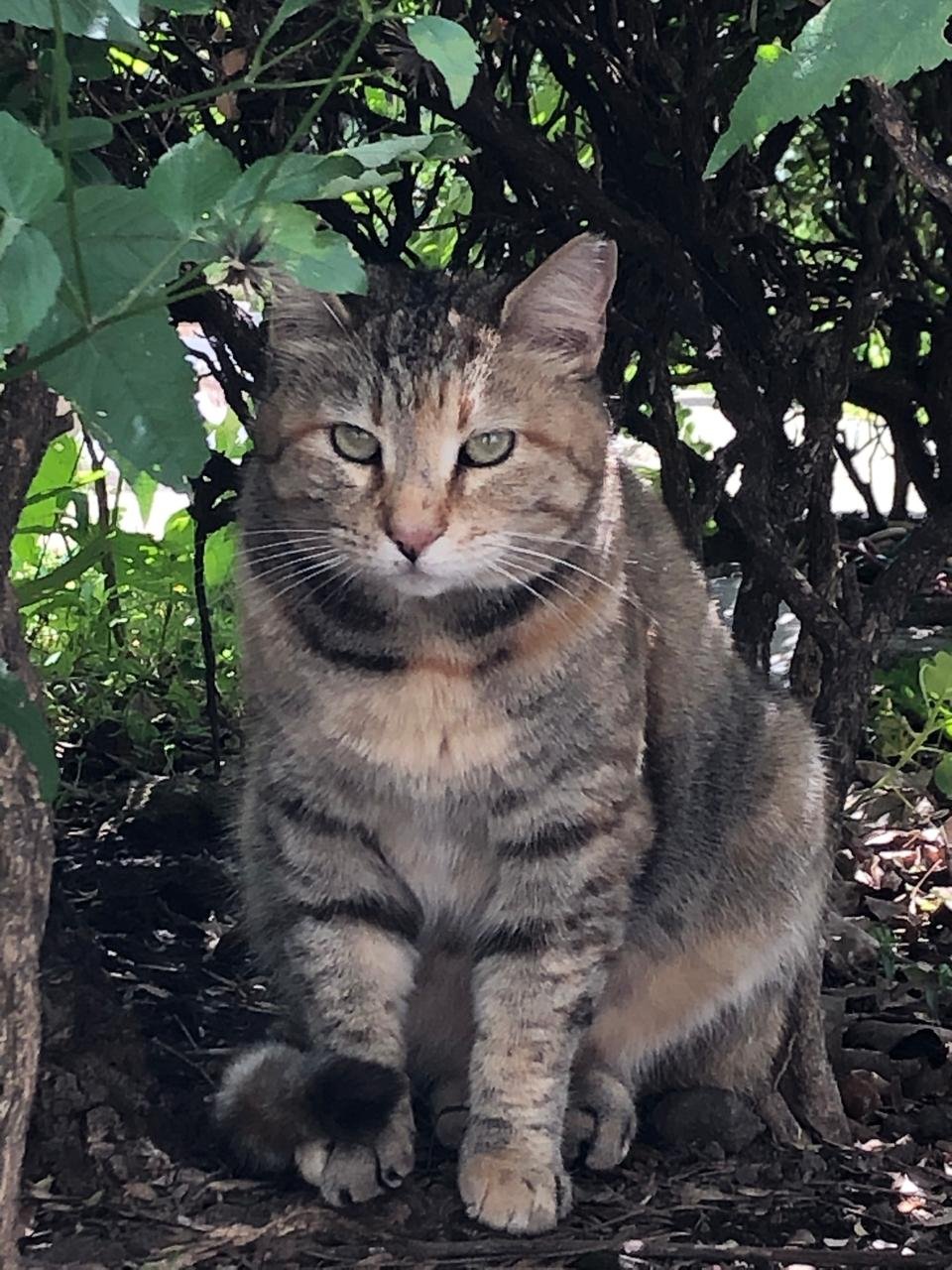 Gato feral en la colonia