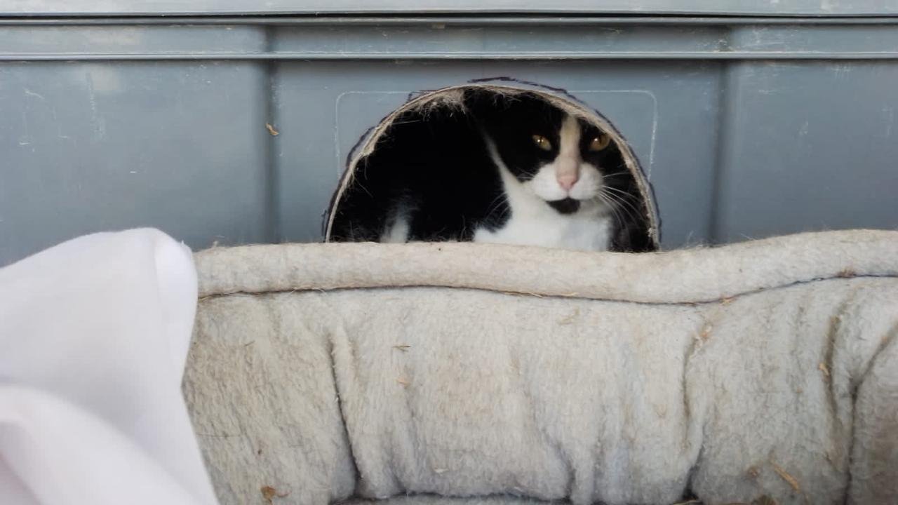 Gato feral blanco y negro