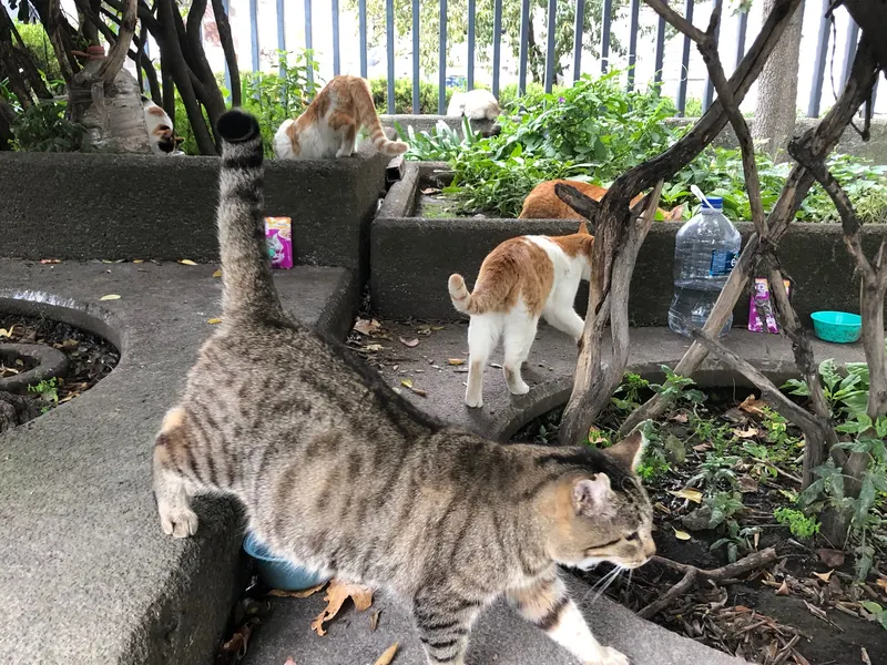 Manada feral alimentándose