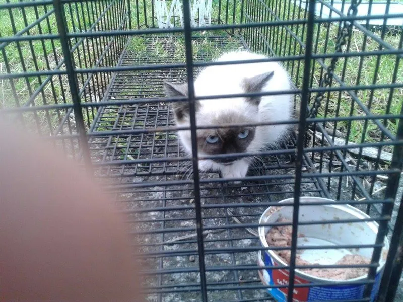 Gatito capturado en trampa humanitaria TNR