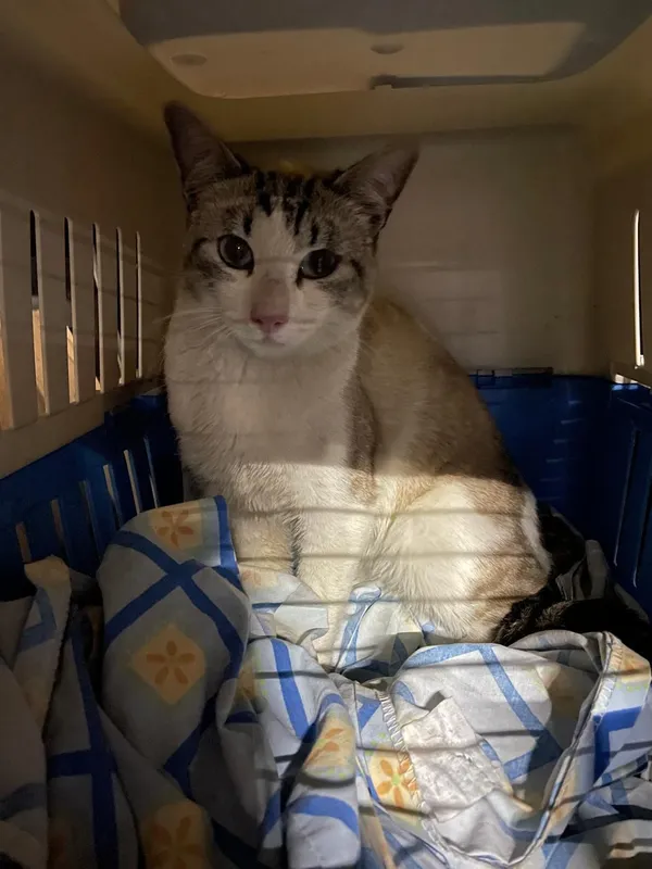 Gato en transportadora post-esterilización