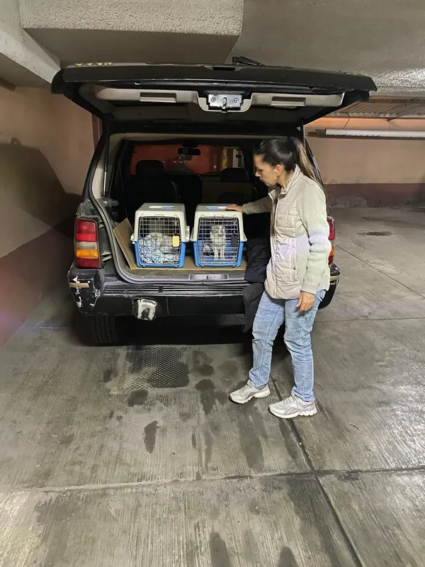 Voluntaria transportando gatos a jornada TNR